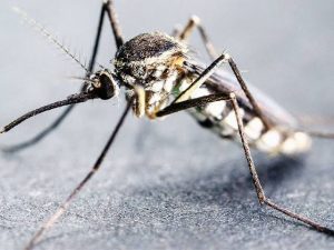 Nearly 90,000 People Die of Malaria Every Year -FG