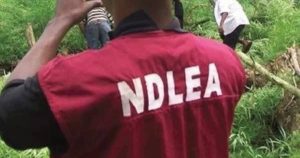 NDLEA Arrests 34 Suspects in Sweep Operation on Illicit Drug Dens in FCT
