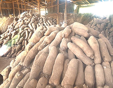 Ogun State farmers partner with extension workers to overcome yam farming challenges