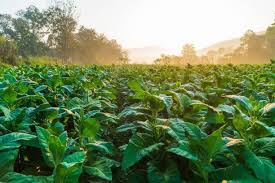 WHO Speaks On Tobacco Farming, Blames Food Insecurity In Africa