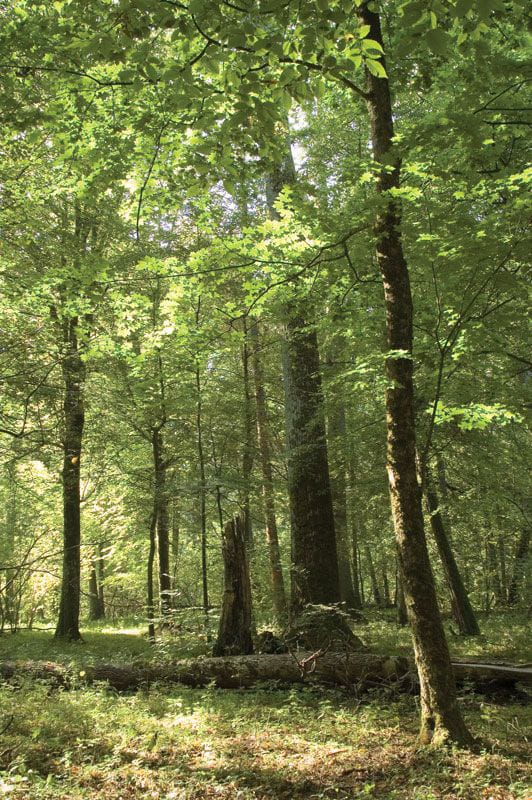 Ogun State Government Distributes Free Tree Seedlings to Farmers to Regenerate Forest Reserves