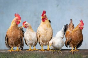 Poultry Attendant Arrested for Allegedly Stealing 1,300 Fowls Valued at N8 Million