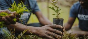 Ogun State Begins 'Beat Up' Exercise to Replant Trees