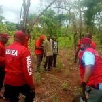 NDLEA Destroys Indian Hemp Farm, Arrests Four Suspects in Ogun