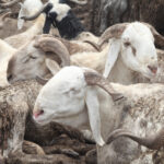 Ram Market Faces Low Patronage and Rising Prices Ahead of Eid-El-Kabir Amid Economic Challenges
