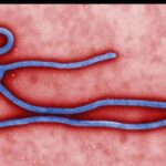 FG Confirms Ebola Case in Abuja, Identifies 44 Contacts